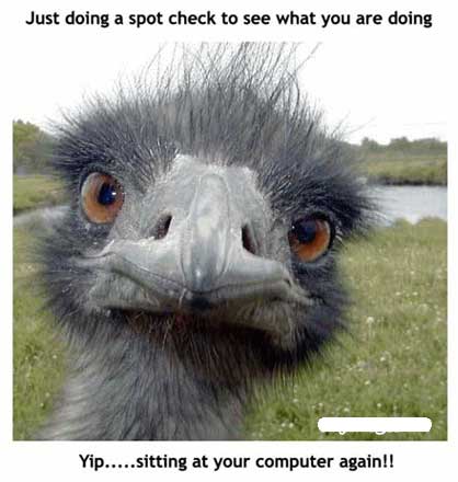 funny-ostrich