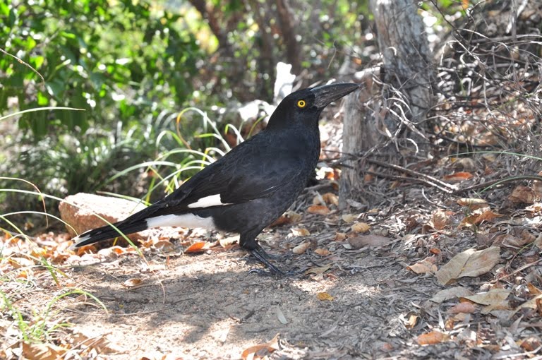 pied-currawong-30