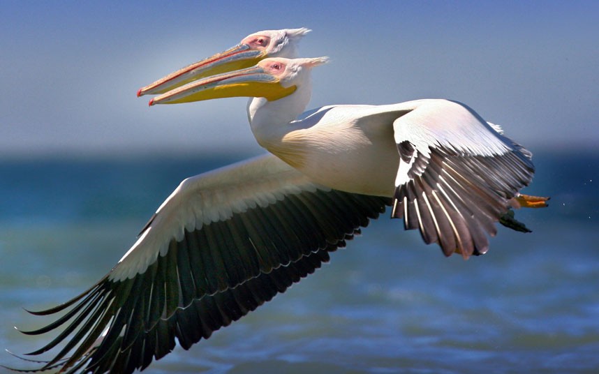 2 headed pelican